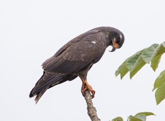 hawk in tree top