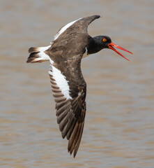 shorebird in flight