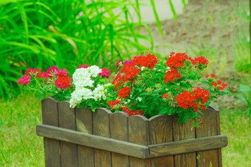 wooden crate in the garden filled with blooming red and white flowers