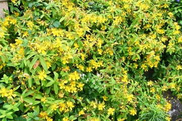 Chinese hypericum ( Hypericum monogynum ) flowers. Hypericaceae shrub. Bright yellow five-petaled flowers with many long stamens bloom from June to July.