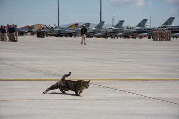 A cat among (Tomcat ) jet fighter planes, confused and frightened, does not know where to run in a panic.