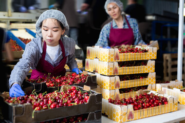 Two Asian women are carrying boxes of cherries in a warehouse