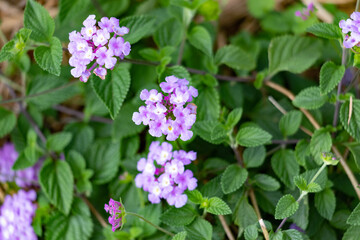 Violet flowers blooming in a garden