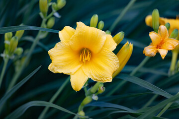 Yellow blossom among thick grass