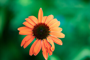 Orange flower in a field