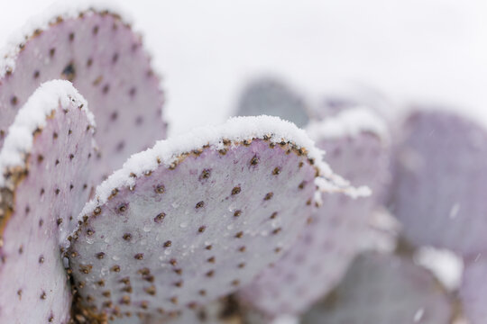 Purple Prickly Pear cactus in snow