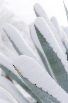 Aloe vera in snow
