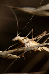 lily bush cricket