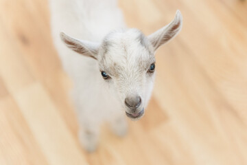 White Nigerian Dwarf baby goat