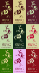 Set of vector drawing of HOLLYHOCK  in various colors. Hand drawn illustration. Latin name ALCEA BIENNIS.
