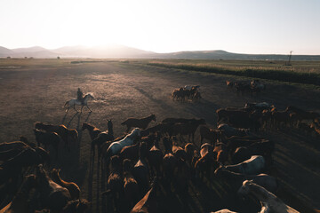 Cowboy is herdng wild horses during sunset with copy soace.