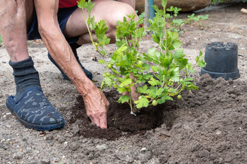 A man planted a gooseberries in his garden,spring seasonal work,gardener working