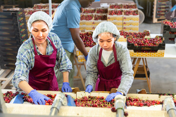Group of female farm workers together sorting and packaging sweet freshly harvested cherry at farm...