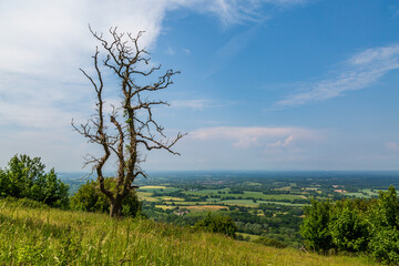 A dead tree at the edge of Chanctonbury Ring, on a sunny summer's day