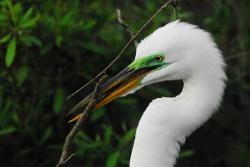 BIRDS- Florida- Close Up of a Wild Great White Egret With Nesting Twig in Its Beak