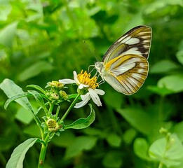 butterfly on a flower