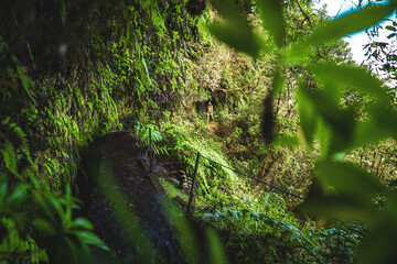 Tourist woman walks next to canal through Madeiran rainforest on the hiking trail in the morning. Levada of Caldeirão Verde, Madeira Island, Portugal, Europe.