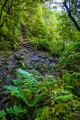 Tourist woman walks through jungle on the stairs on the way to Levada Verde in the morning. Levada of Caldeirão Verde, Madeira Island, Portugal, Europe.