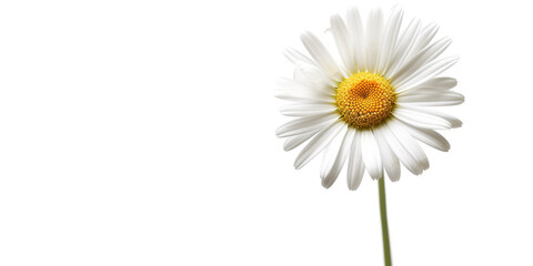 A single white daisy flower with a yellow center. Generative AI.
