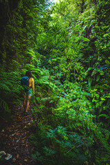 Tourist woman walks through Madeiran rainforest on overgrown hiking trail in the morning. Levada of Caldeirão Verde, Madeira Island, Portugal, Europe.