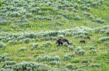 Grizzly Show Walks Across Field With Two Cubs Following Her