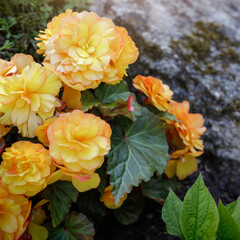 Tuberous-rooted begonia tuberosa yellow flowers with green leaves.Square photo