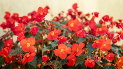 Red, orange rieger begonia flowers pattern background and begonia (semperflorens) leaf in garden landscape. Begonia wax flower with leaves for garden design.