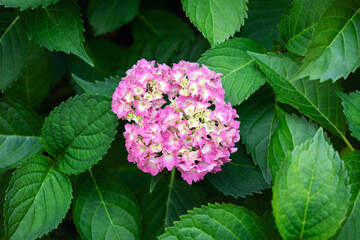 Hydrangea pink flower with green leaf, horizontal photo.