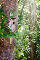 Fototapeta na wymiar Wooden bird house on a tree in sun light rays