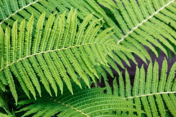 Close up fern leaf with daylight lighting on a green foliage background. Natural ferns pattern. Beautiful tropical background with green fern leaves.