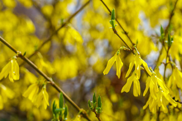 Forsythia flowers. Greening the urban environment. Background with selective focus and copy space