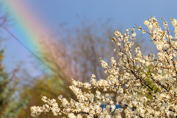 Crown of flowering fruit tree against the backdrop of a rainbow in early spring with selective focus. Spring background
