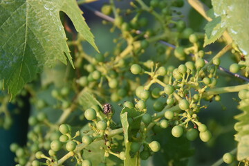 Newborn grapes