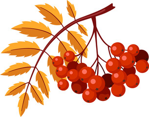 Bunch of rowan on a branch with a leaf isolated on white background. - obrazy, fototapety, plakaty