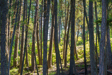 Upper Priest Forest Trail