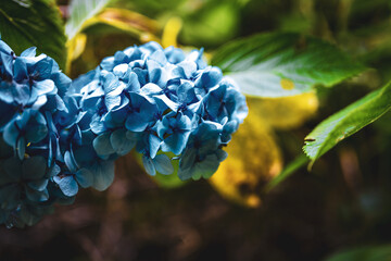 Beautiful blue flowers photographed at a picturesque overgrown waterfall in Madeira rainforest....