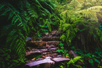 Idyllic fern overgrown stairs leading towards waterfall in the Madeiran rainforest. Levada of Caldeirão Verde, Madeira Island, Portugal, Europe.