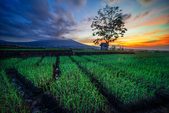 Sunrise view on shallot crop fields with arjuno mountain in the background