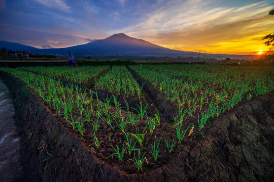 Onion field with Mount Arjuno in the background 
