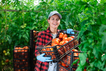 Positive female seasonal worker engaged in harvesting posing near boxes with tomato harvest in glasshouse on vegetable farm land