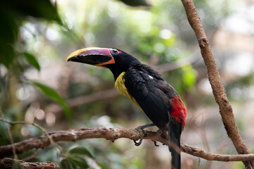 Toucans are a family of woodpecker birds. Toucan sits on a tree, there is a place for text