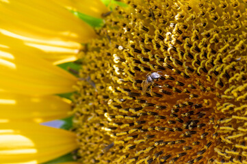 Blooming Yellow Sunflower with Bee and Pollen