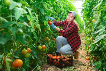 Fototapeta premium Interested young female farm worker gathering crop of organic red tomatoes on vegetable plantation. Summer harvest time..