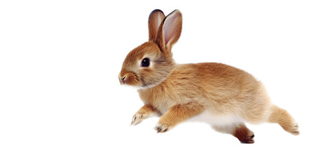 Obraz premium an adorable cottontail bunny rabbit in a spring-themed illustration, isolated, running, jumping, and bouncing, a spring-themed illustration on a transparent background in PNG format. Generative AI 