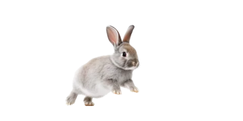 Fotobehang an adorable cottontail bunny rabbit in a spring-themed illustration, isolated, running, jumping, and bouncing, a spring-themed illustration on a transparent background in PNG format. Generative AI  © Purple Penguin GFX