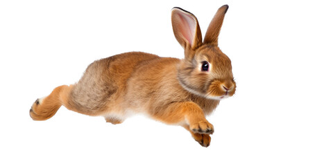 an adorable cottontail bunny rabbit in a spring-themed illustration, isolated, running, jumping, and bouncing, a spring-themed illustration on a transparent background in PNG format. Generative AI  - obrazy, fototapety, plakaty