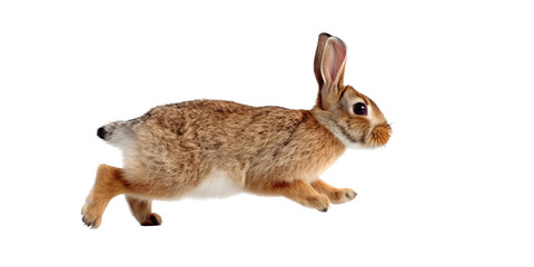 a spring-themed illustration featuring adorable isolated bunnies and rabbits running, jumping, and bouncing all set on a transparent background and provided in PNG. Generative AI