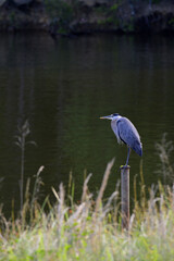 Great Blue Heron hunting for fish on a lake