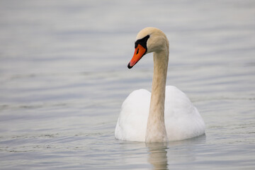 Closeup White and Orange Mute Swam Floating on the River