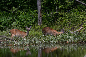 Naklejka na ściany i meble Two Juvenile male deer in shallow lake water
